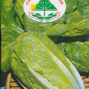 Salat, Romaine - Bionda Lenta A Montare