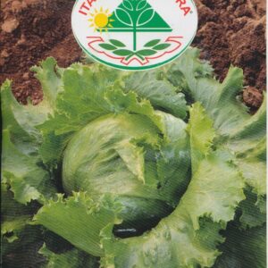 Salat, Iceberg - Brasiliana