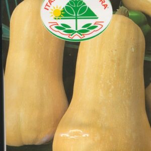 Græskar, Butternut - Liscia