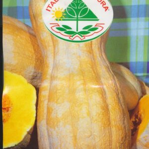 Græskar, Butternut - Rugosa