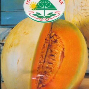 Melon - Cantalupo De Charentais
