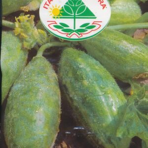 Agurk, Melon - Spuredda Verde 25 GRAM