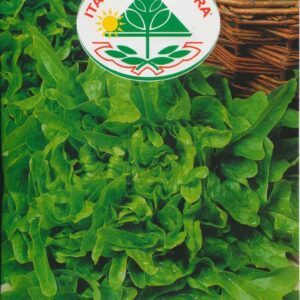 Salat, Pluk - Catalogna O Radichetta