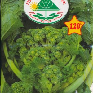Rapini - Centoventina A Cima Grande