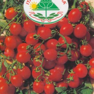 Tomat - Ciliegia indeterminato - Italia