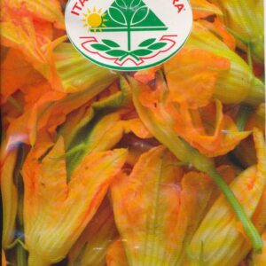 Squash - Da Fiore