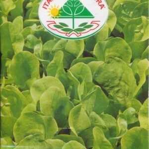 Salat - Da Taglio a Foglia Liscia