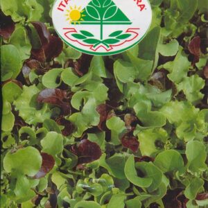 Salat, Mix - Da Taglio in Misticanza