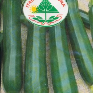 Squash - Diamant Hybrid F1