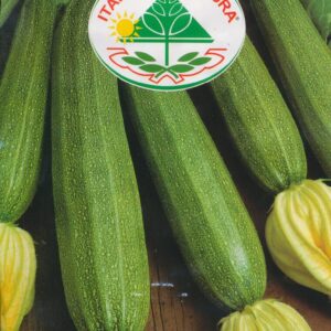 Squash - Genovese