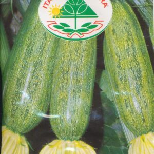 Squash - Greyzini Hybrid F1