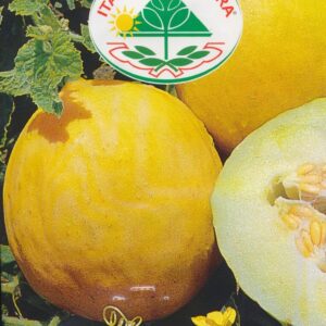 Melon - Honey Dew 25 GRAM