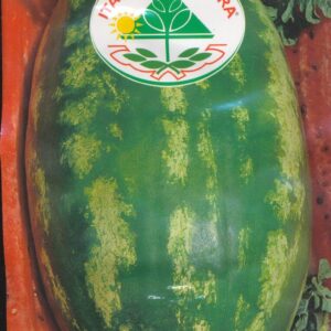 Melon, vand - Klondike RS 57