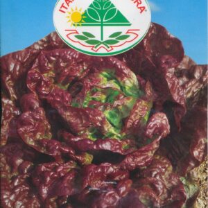 Salat, Blad - Meraviglia Delle Quattro Stagioni