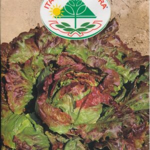 Salat, Blad - Meraviglia D'Inverno