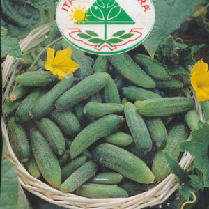 Agurk, Sylte - Piccolo Verde Di Parigi 25 GRAM