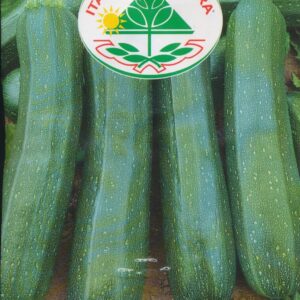 Squash - President F1