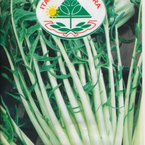 Cicoria, Puntarelle - Di Gaeta