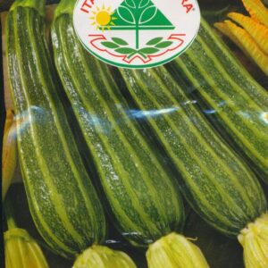 Squash - Romanesco