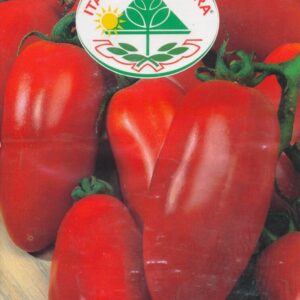 Tomat - San Marzano 3 - Italia