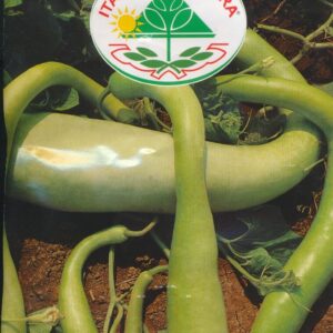 Græskar, Flaske - Serpente di Sicilia
