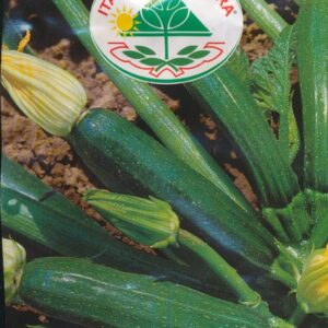 Squash - Storr's Green Hybrid F1