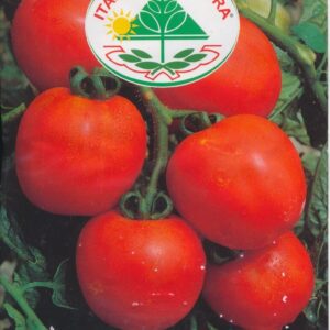 Tomat - Tondino Maremmano - Italia