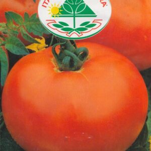 Tomat - Tondo Liscio (Nano) - Italia