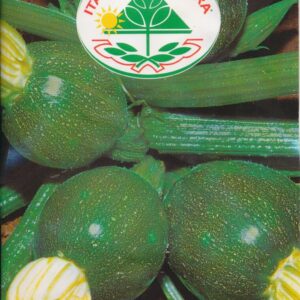 Squash - Tondo Di Piacenza