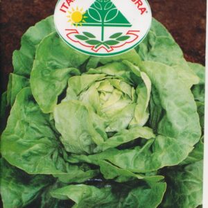 Salat, Blad - Trionfo D'Autunno