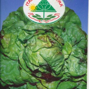 Salat, Blad - Trocadero La Preferita