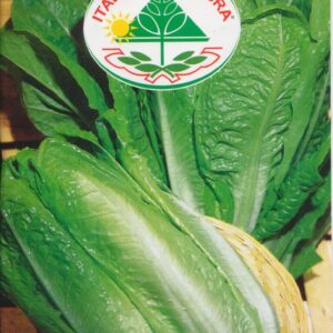 Salat, Valmaine - Verde D'Inverno