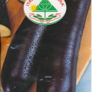 Aubergine - Violetta Lunga 2