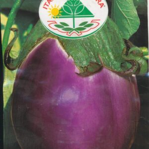 Aubergine - Violetta Di Firenze