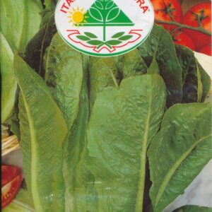 Salat, Romaine - Ballon de Boungival