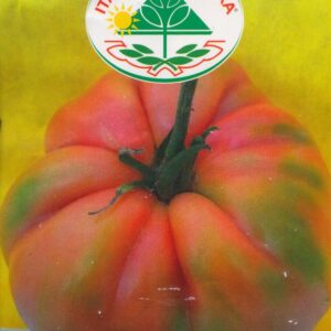 Tomat - Belmonte Calabrese Rosa - Italia