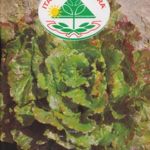 Salat, Blad - Canasta