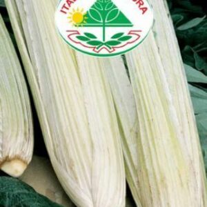 Vild Artiskok - Cardo Bianco Gigante Inerme Foglia Intera