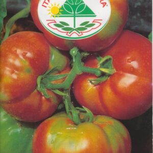 Tomat - Marmande VF - Italia