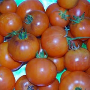 Orange Fleshed Purple Smudge - Tomat