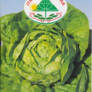 Salat, Blad - Regina D'Estate 2