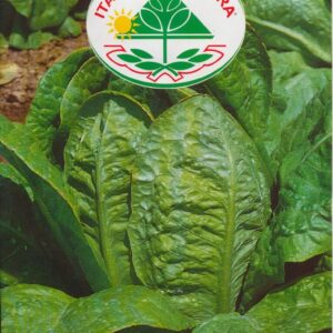 Salat, Romaine - Verde Degli Ortolani