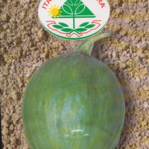 Agurk, melon - Barattiere