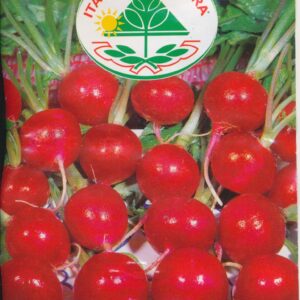 Radis - Cherry Belle