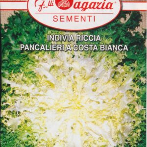 Salat, Kruset Endivie - Pancalieri a Costa Bianca