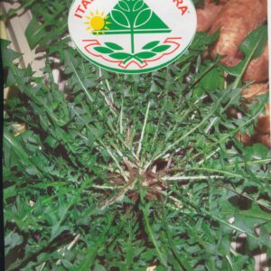Cikorie, blad - Da Campo Strisciante