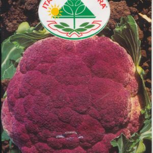 Kål, Blomkål - Di Sicilia Violetto Precoce o Natalino