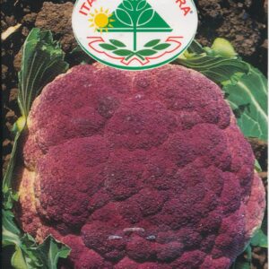 Kål, Blomkål - Di Sicilia Violetto Tardivo o Marzatico