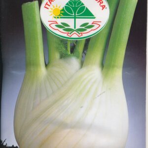 knoldfennikel - Finocchio Romanesco