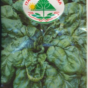 Spinat - Ibrido No. 7 *F1*